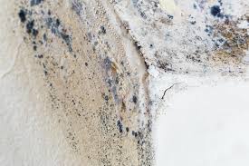 Best Black Mold Removal  in Gardiner, ME